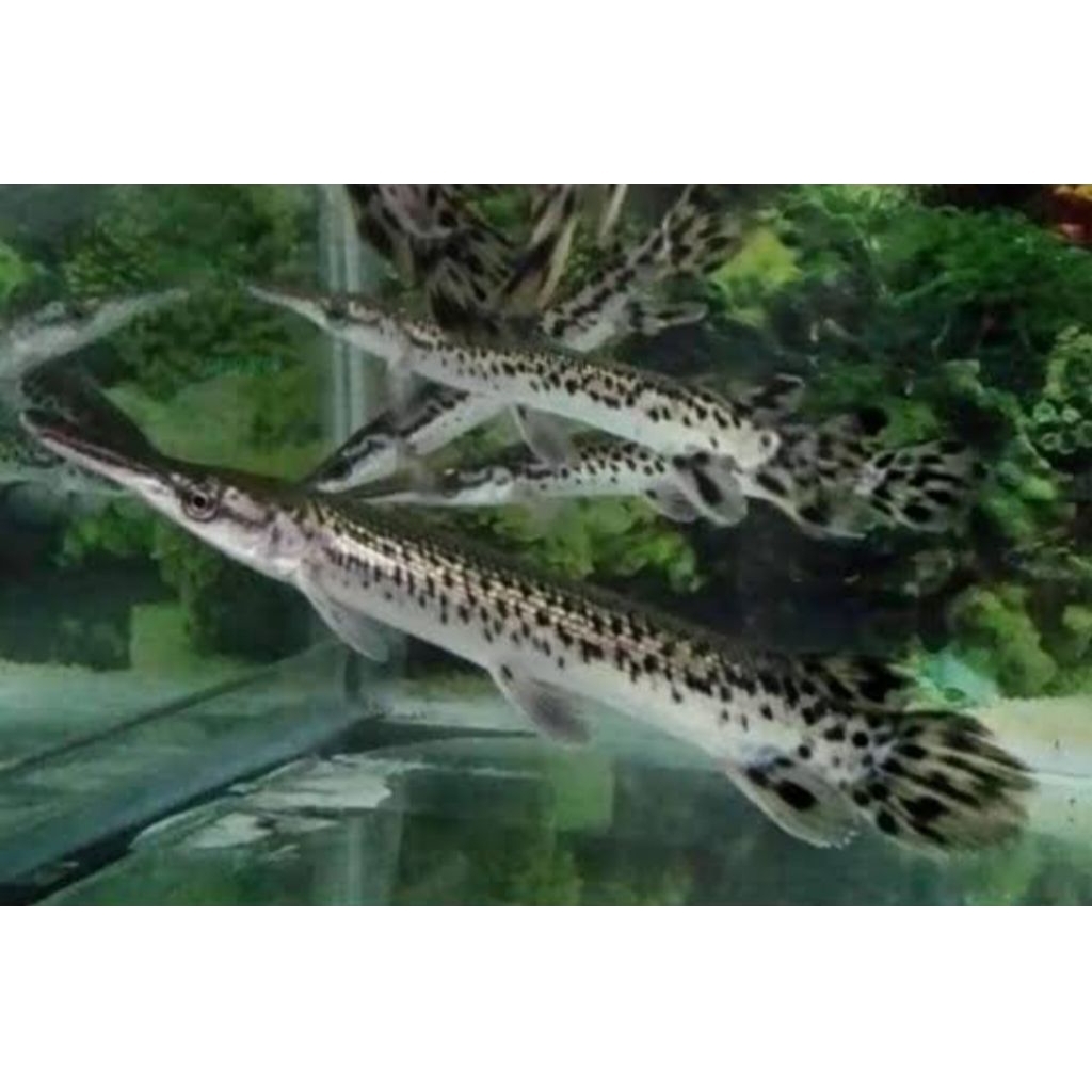 gar Florida ukuran 10-15cm warna cantik