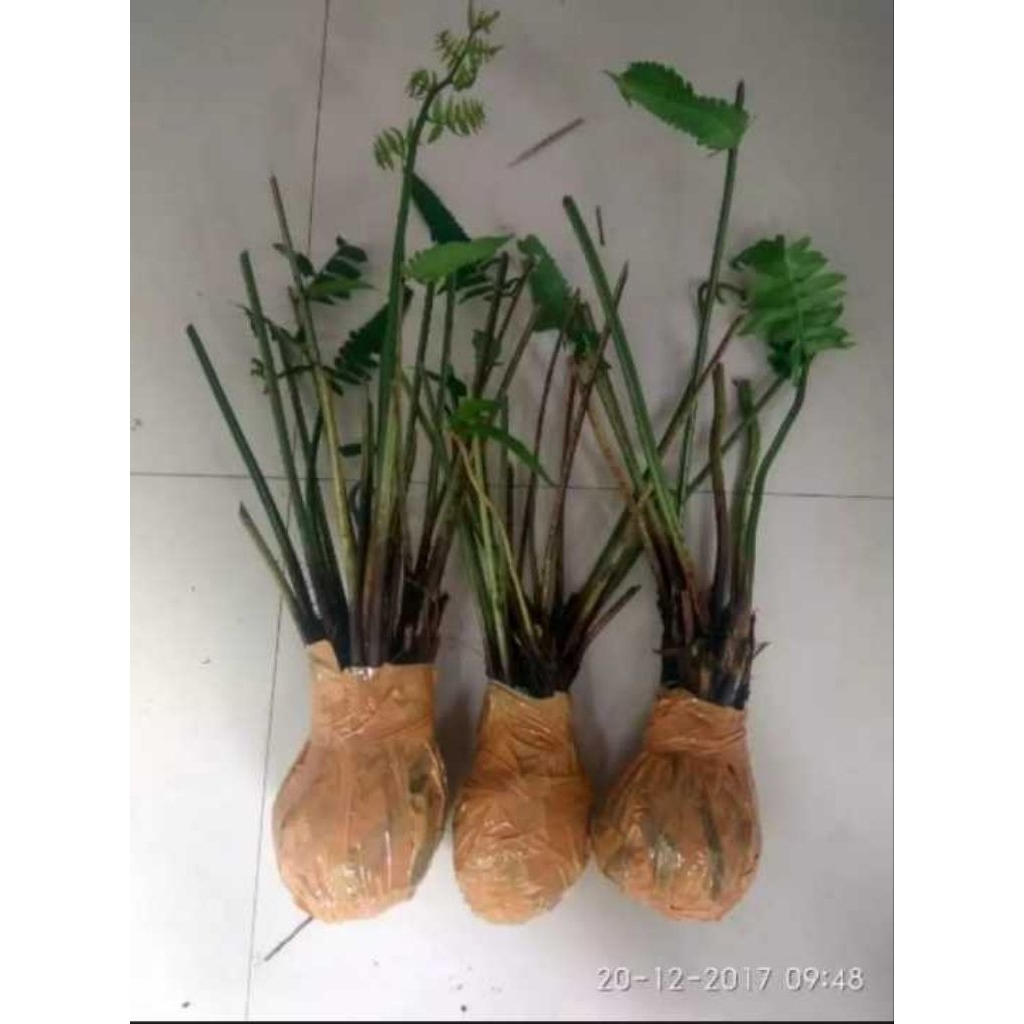 25 Bibit Pakis Sayur / Bibit Pohon pakis sayur / Bibit Tanaman Pakis Sayur