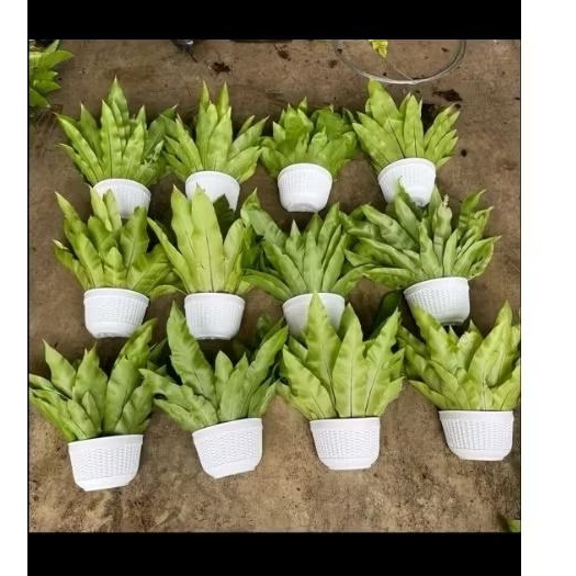 Kadaka di pot dinding siap pajang