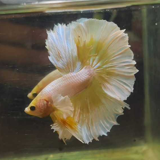 Halfmoon Dumbo Rostail