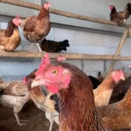 1 jantan, 3 indukan paket ternak minimalis ayam kampung KUB 2