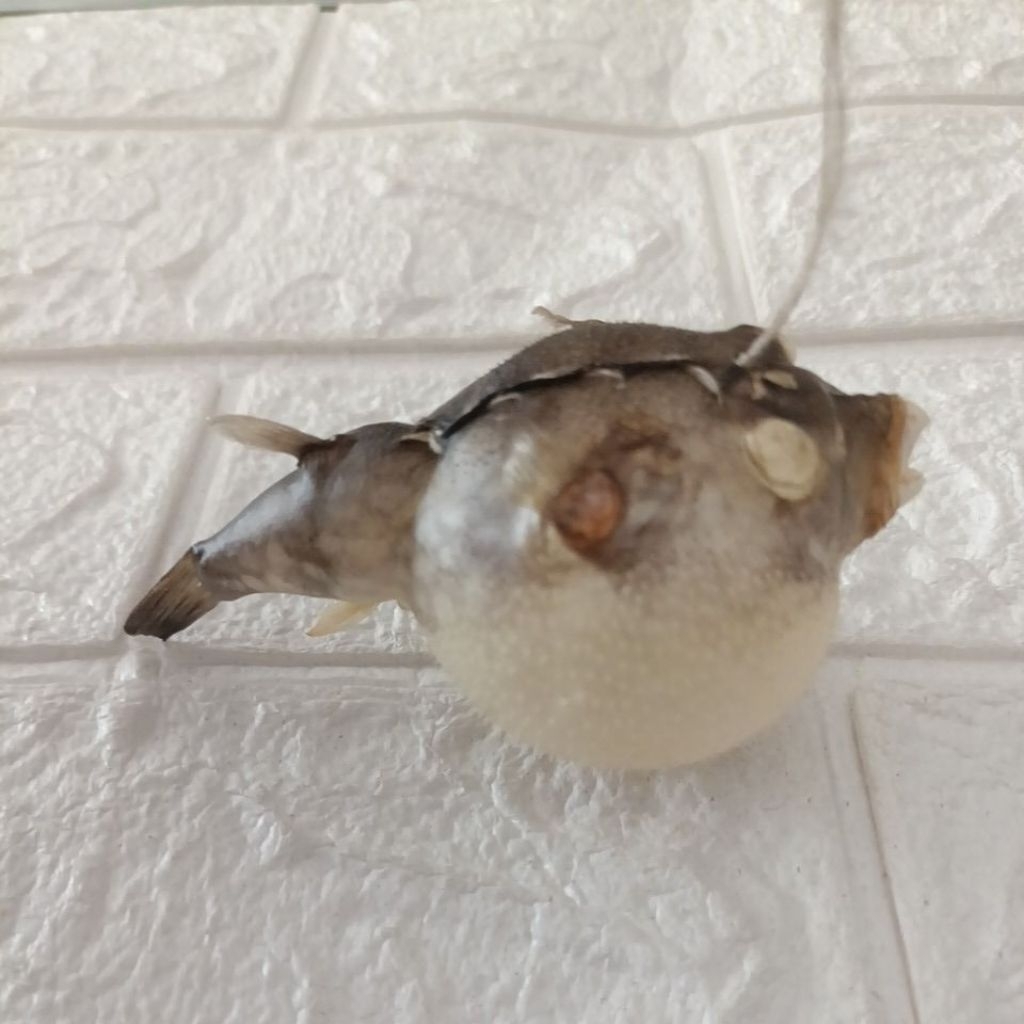 Jual Hiasan Kulit Ikan Buntal 10,5cm