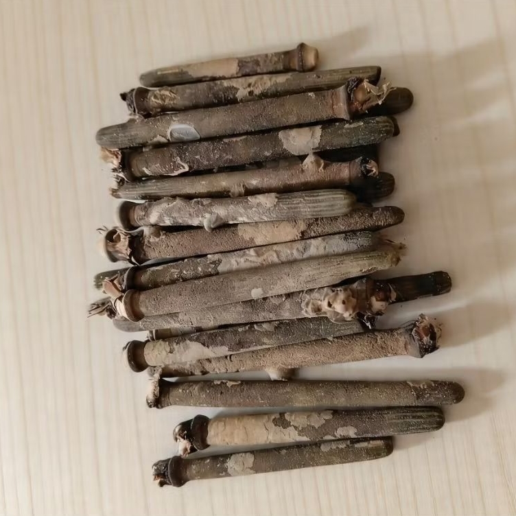 Duri landak laut Asli fossil/ fossil kaki bulu babi untuk koleksi/ kesehatan