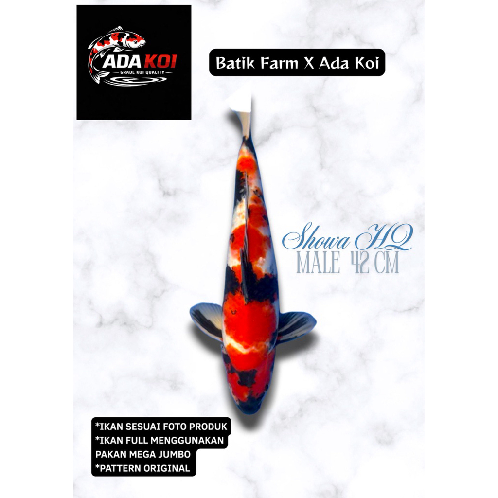 Ikan Koi Showa HQ - Showa 42 cm Male - Koi Blitar - Ikan Koi