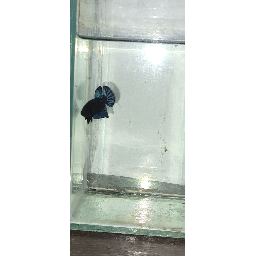 Cupang Bagan jantan aduan
