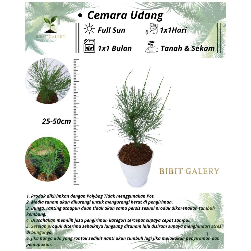 Cemara Udang - Tanaman Hias Bahan Baku Bonsai Cemara Udang - Cemara