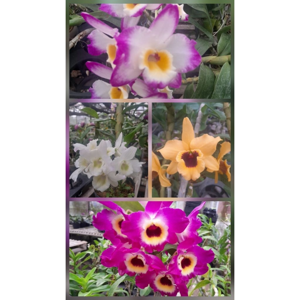dendro nobile dewasa