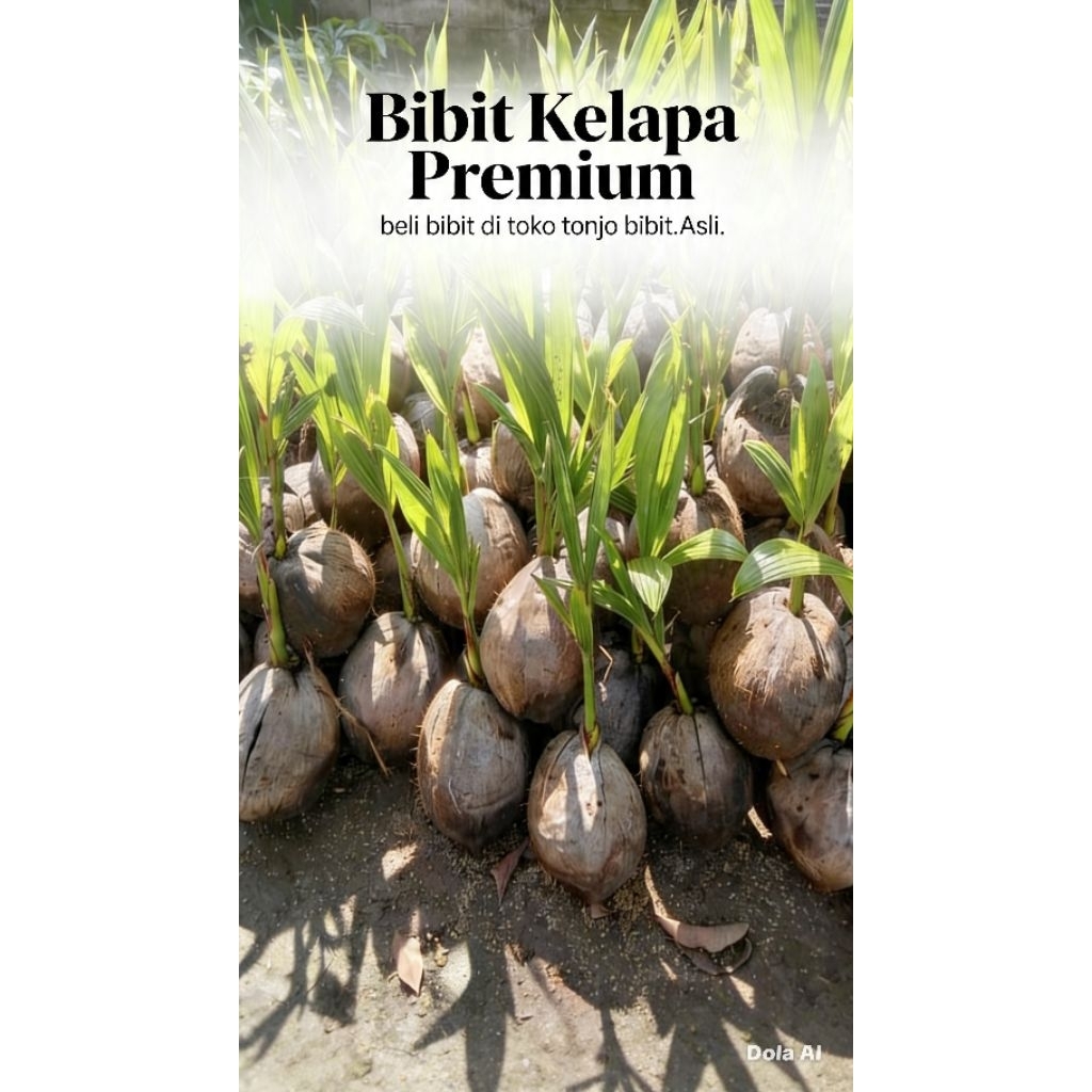 Bibit Buah Kelapa Kopyor Hijau Genjah (bukan wulung) Asli Pati