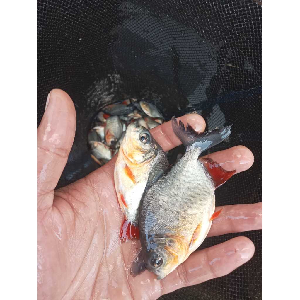 benih ikan bawal ukursn 2jarian paket 20 ekor
