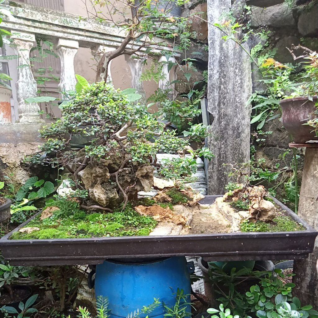 bonsai panorama ulmus micro 85cm