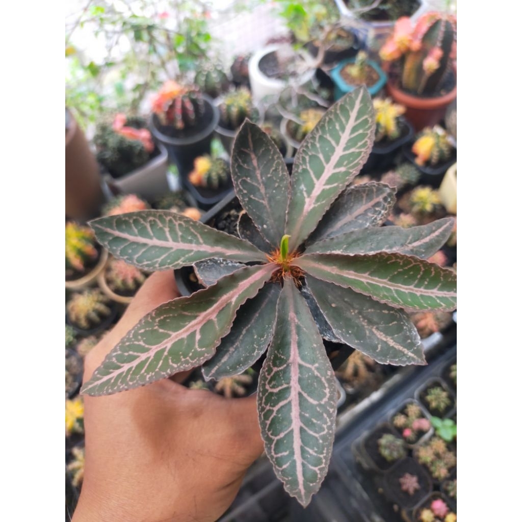 Euphorbia Francoisii Hybrid Daun Lebar Panjang