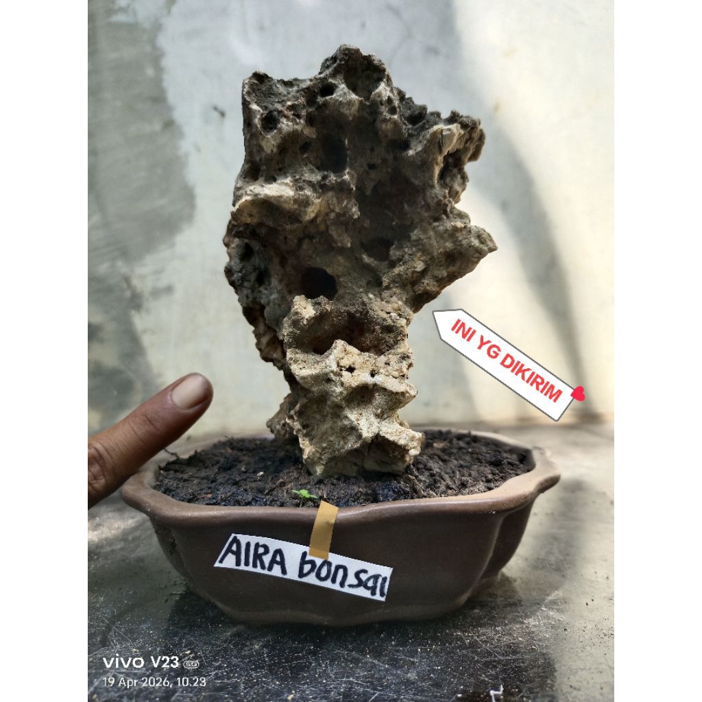 batu karang gunung untuk bonsai