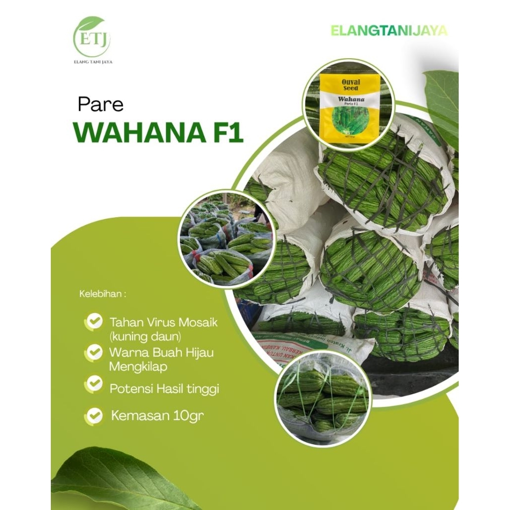 bibit Pare wahana F1 isi tahan virus Maroko benih paria wahana F1 Ouval seed