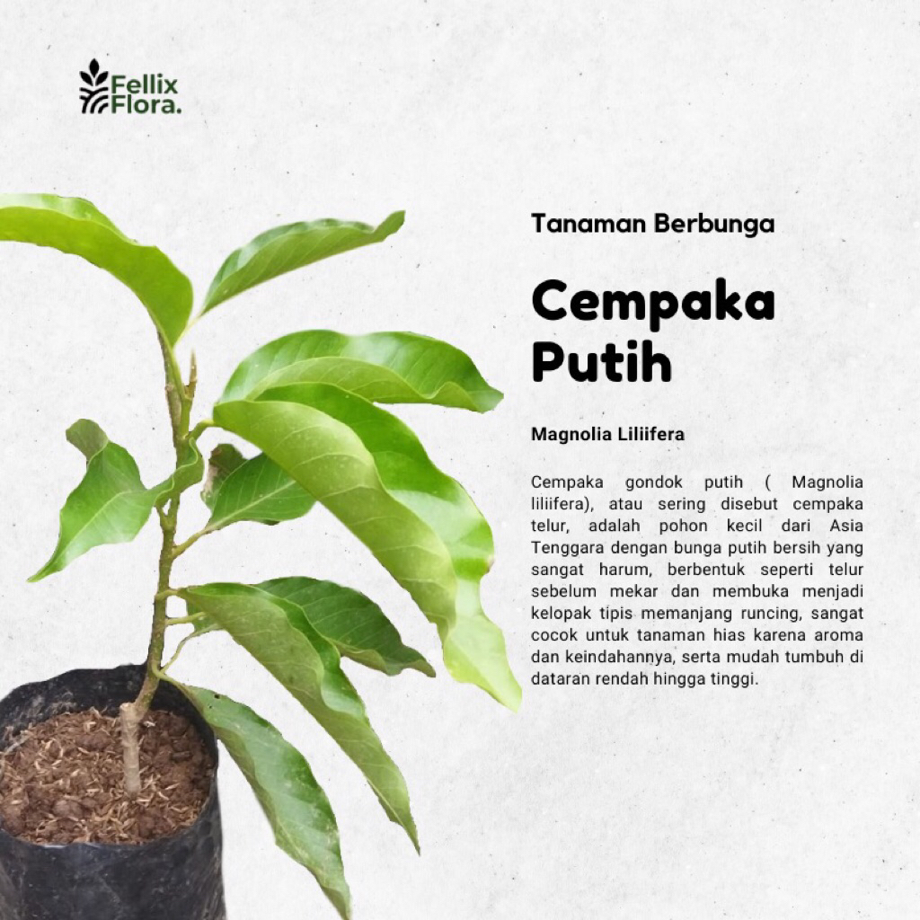 Tanaman Hias Bunga Cempaka Gondok Putih / Cempaka Telur /Magnolia Liliifera