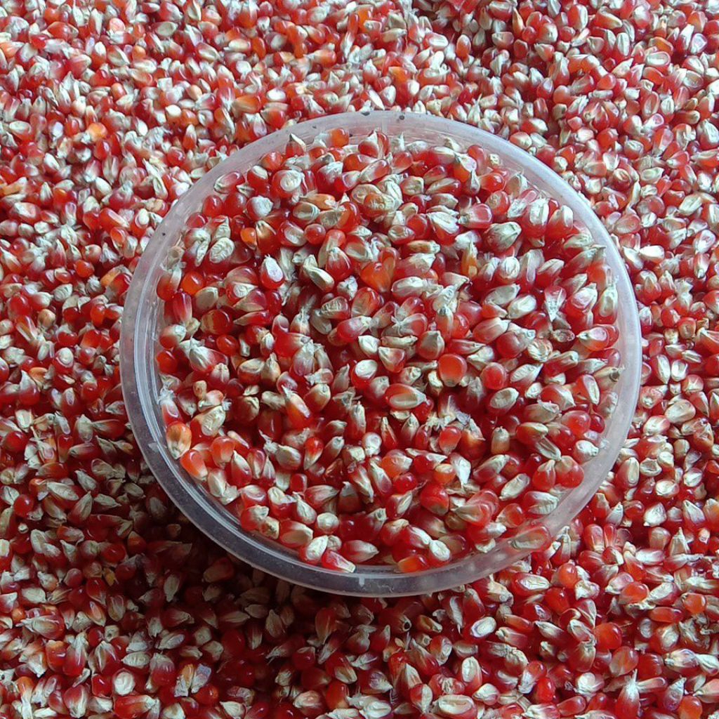 Jagung Kristal burung merpati gupon jagung kristal merah bersih