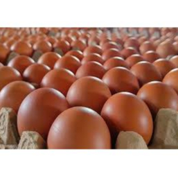 TELOR | TELUR | TELOR AYAM 1KG | TELOR AYAM FRESH
