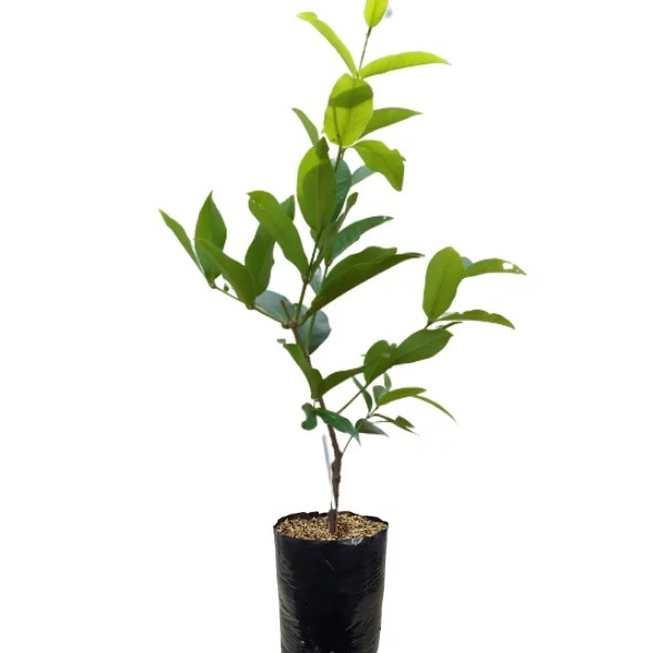 bibit jambu air kiojok