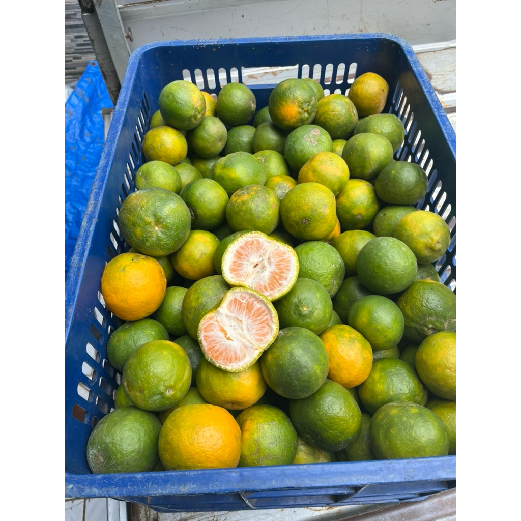 jeruk keprok malang Superan 1/2 kg dan 1 kg