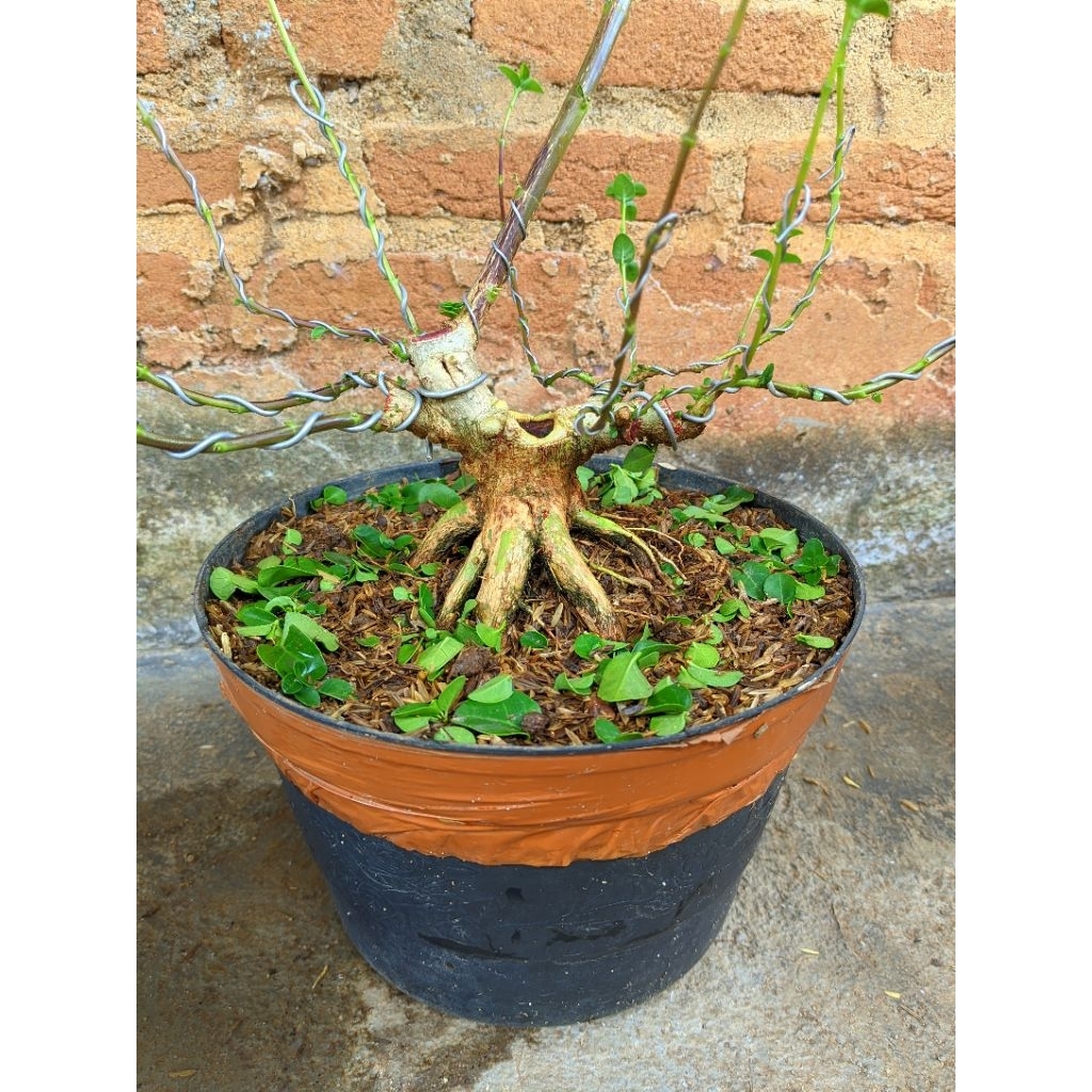 Bonsai sancang program akar dan tahapan