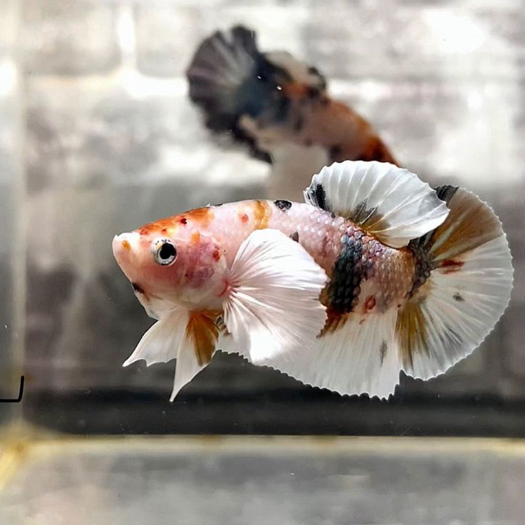 Ikan cupang dumbo nemo copper sehat