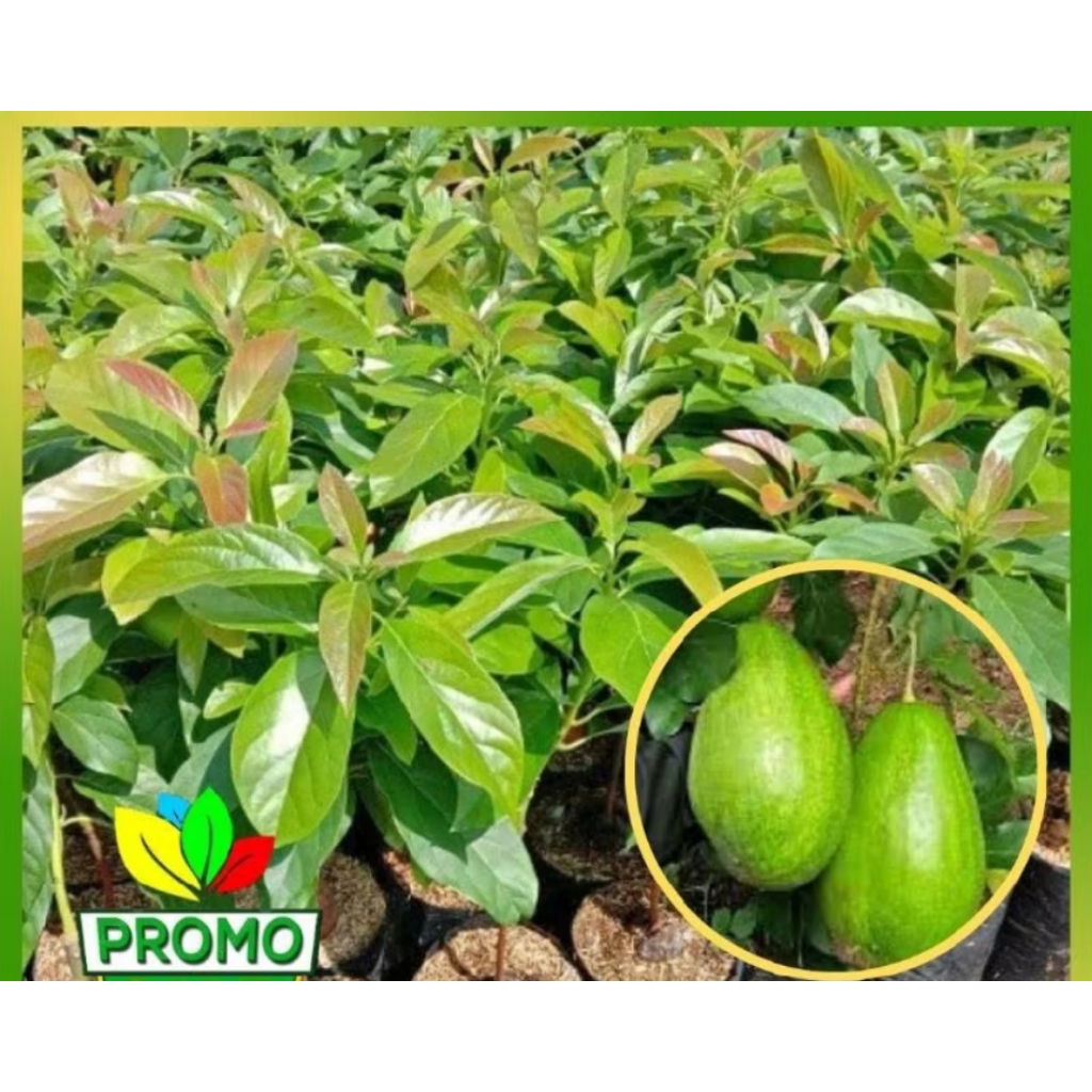 bibit pohon buah alpukat aligator