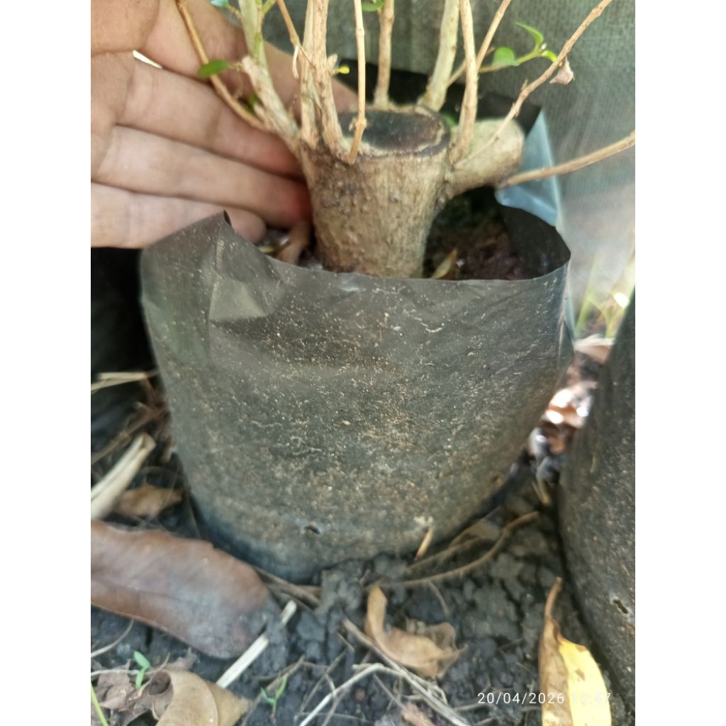 Sancang Hasil Stek Batang Besar & Sudah Berakar Kuat