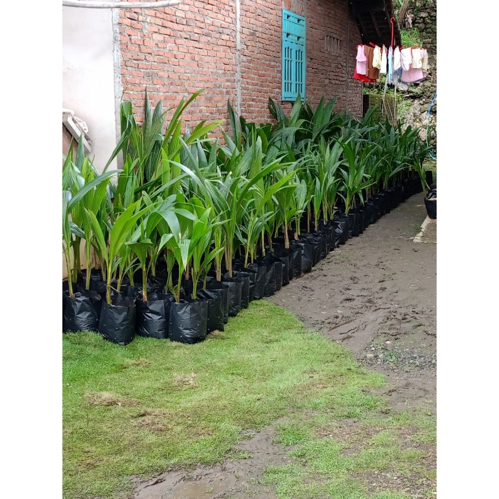 Bibit kelapa pandan wangi