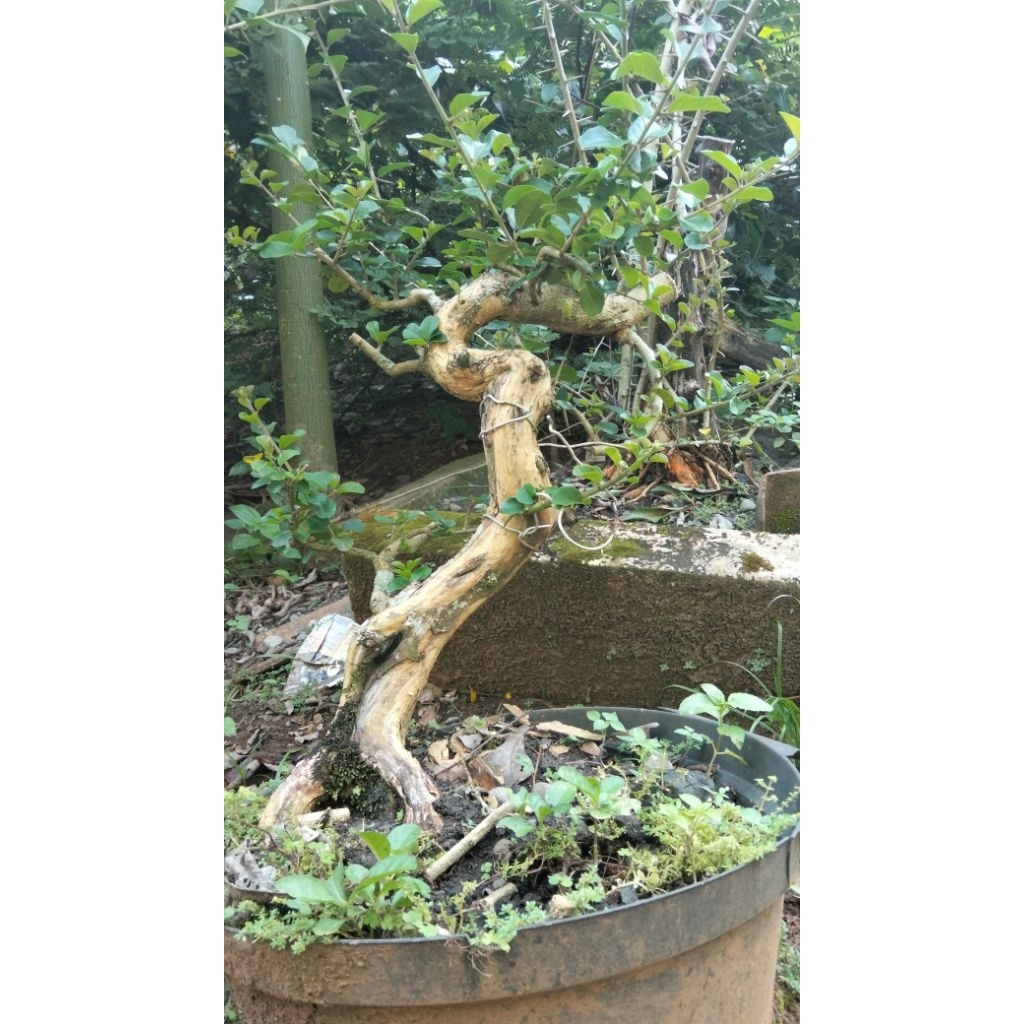 bahan bonsai sisir extrim