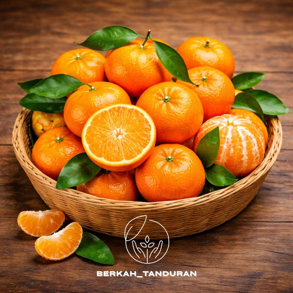 Bibit Jeruk Santang Madu 1 Meter sudah berbuah