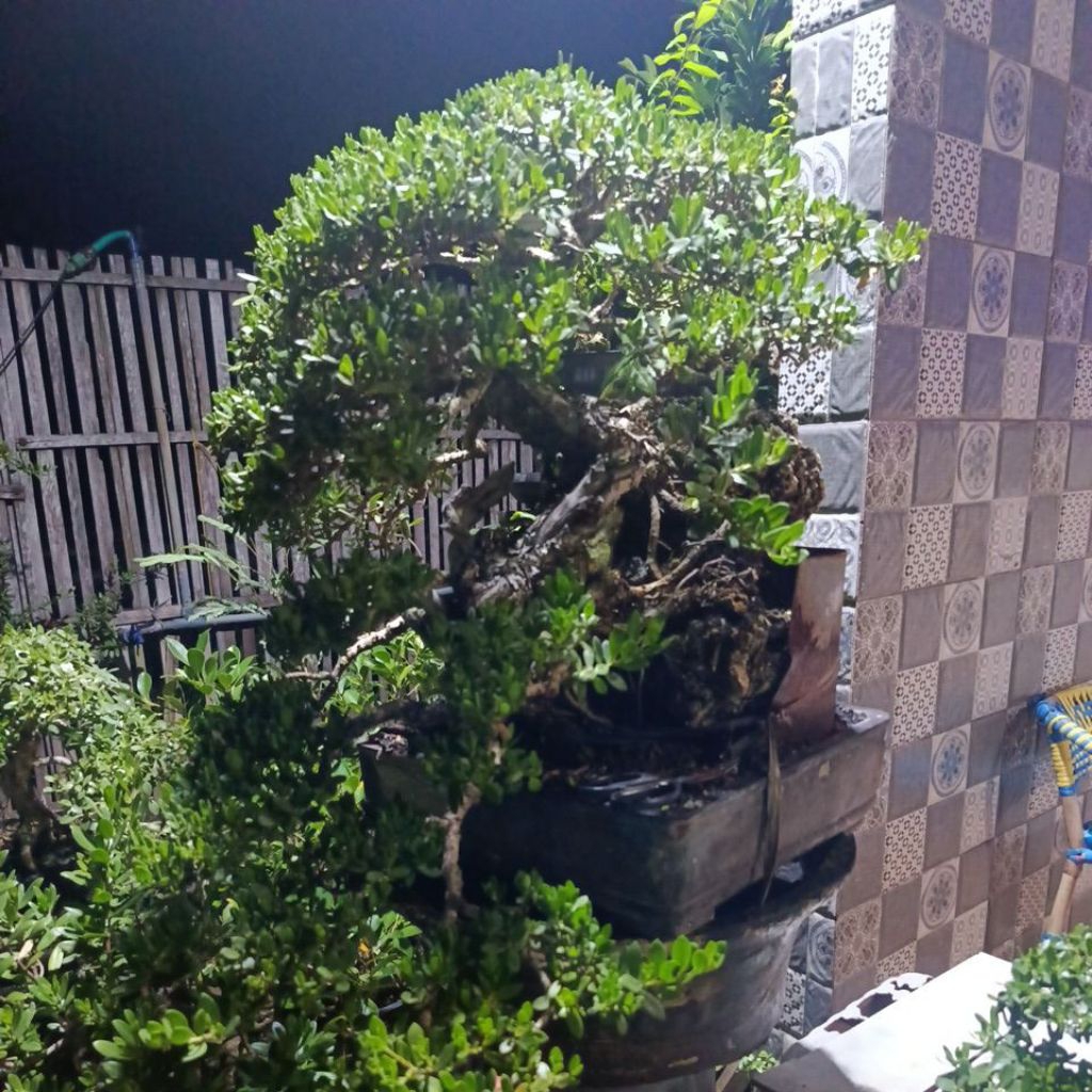 bonsai santigi karang