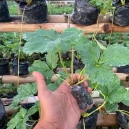 bibit strawberry seolhyang korea