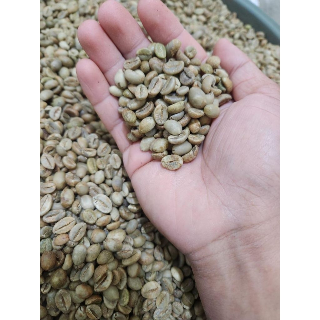Kopi Green bean 1Kg - Robusta Dampit grade 1