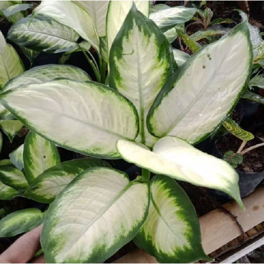 Pohon Hias Diven Tisu Usia Dewasa Rimbun Cantik Murah Pohon Hias Diven Tisu