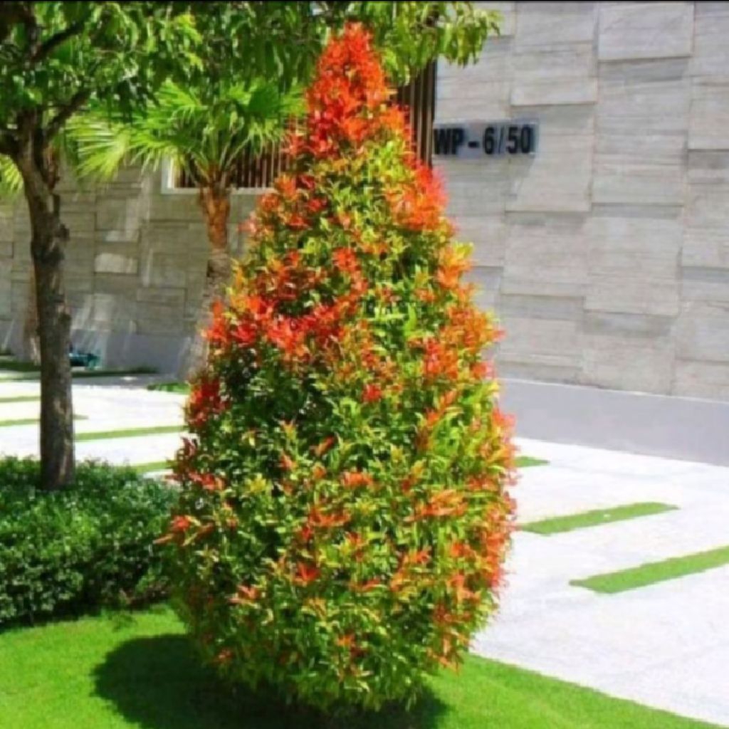Pohon Hias Rimbun Pucuk Merah Tinggi 40-50 Cm Tanaman Hias Pucuk Merah Rimbun