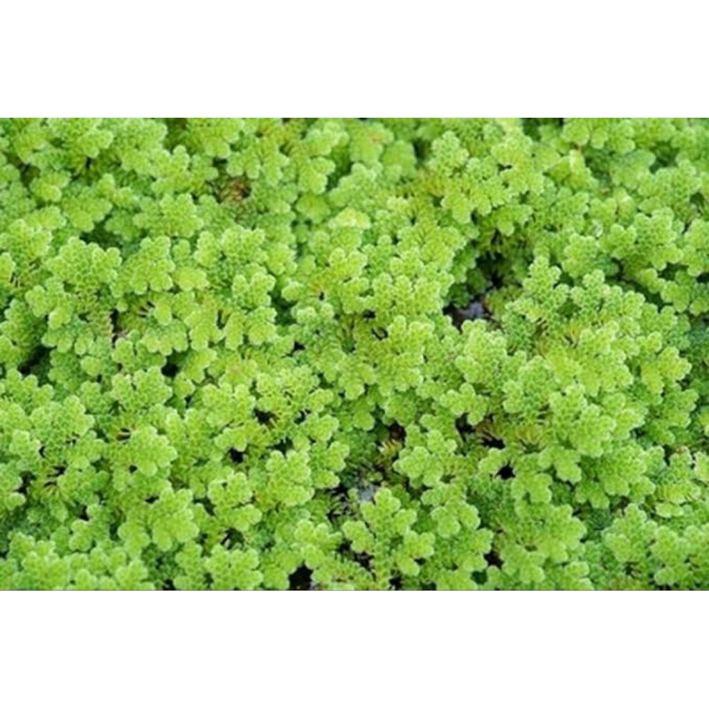 Tanaman Air Azolla
