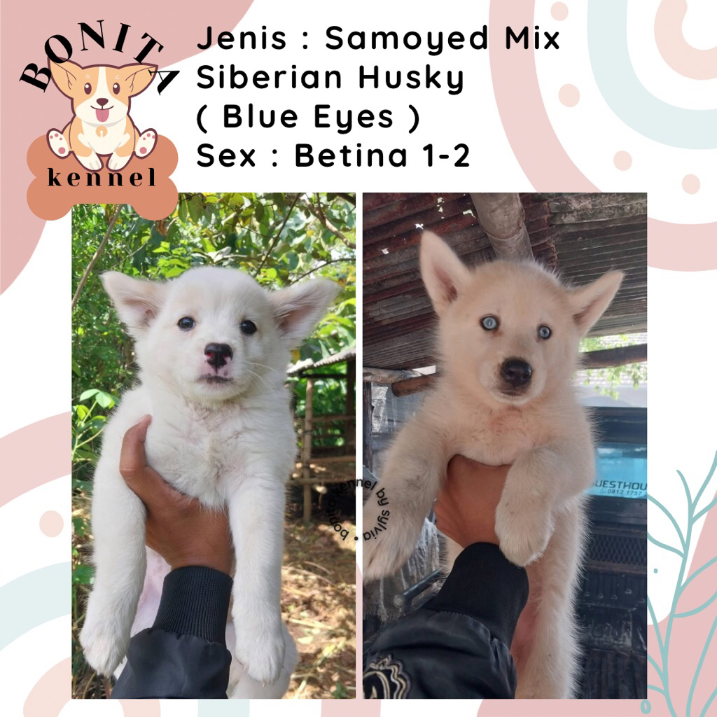 Samoyed Mix Siberian Husky Anjing Samoyed Husky Jantan Betina