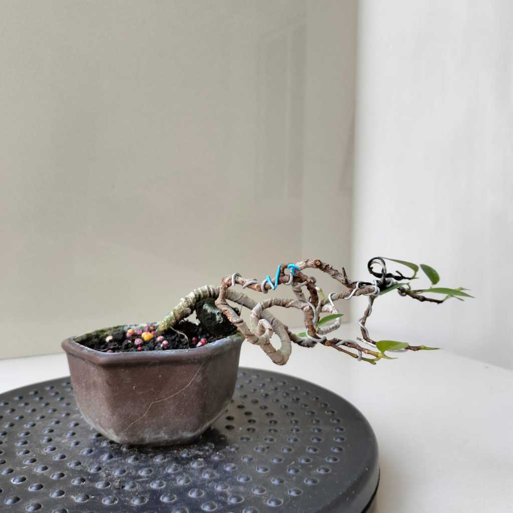 Bonsai Kimeng Kecil - Pot Segi Lima - Siap Pajang