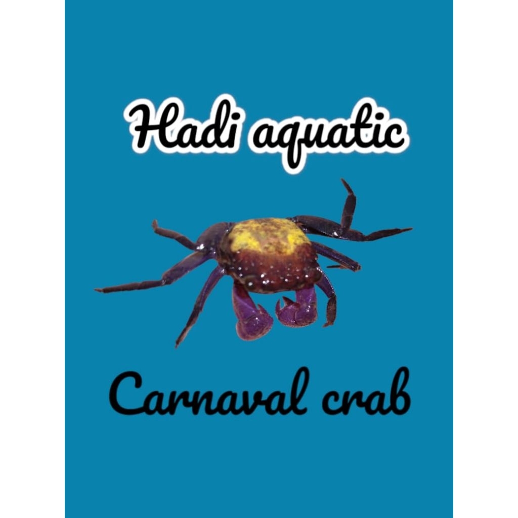 hiasan Mini Crab Carnaval ( vampire )