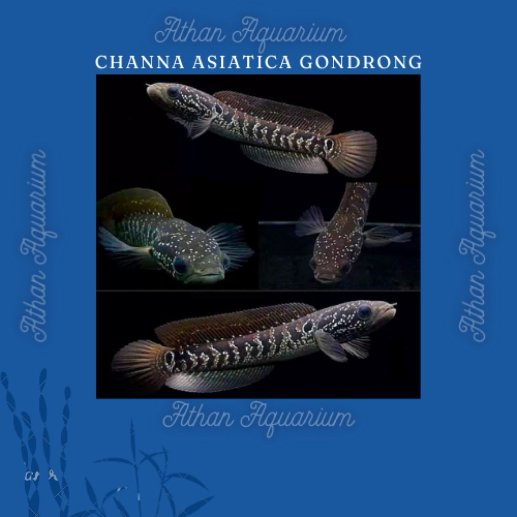 Channa/cana/chana Asiatica gondrong size medium ukuran 12-13cm