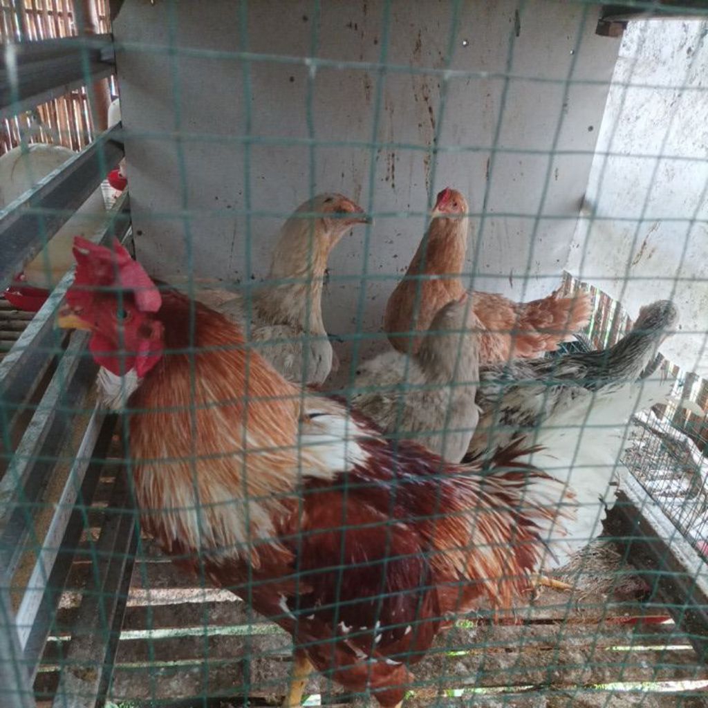TELUR TETAS (FERTIL) AYAM JOPER