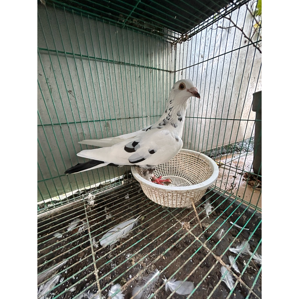 merpati pos dewasa indukan (betina)