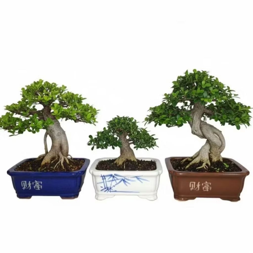 pot bonsai keramik persegi besar pot bonsai tanaman hias