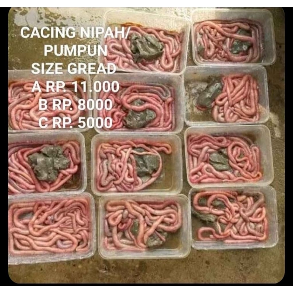cacingNipah
