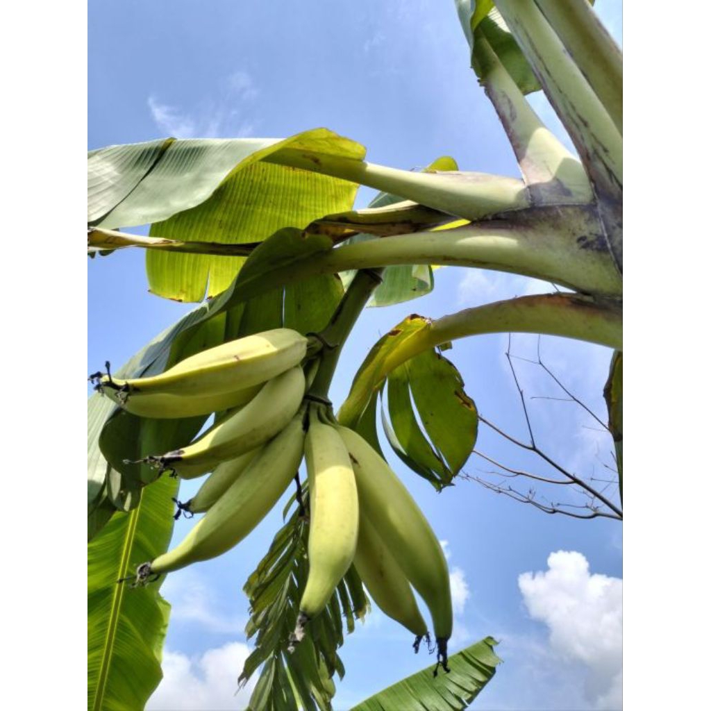 Bibit Pisang Agung/Tanduk Botol Siap Tanam Cepat Tumbuh