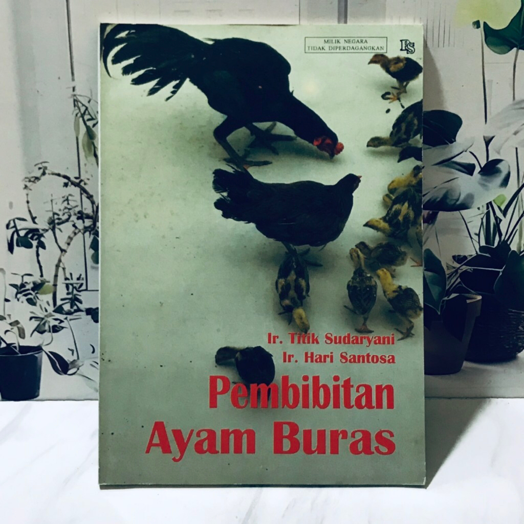 PEMBIBITAN AYAM BURAS
