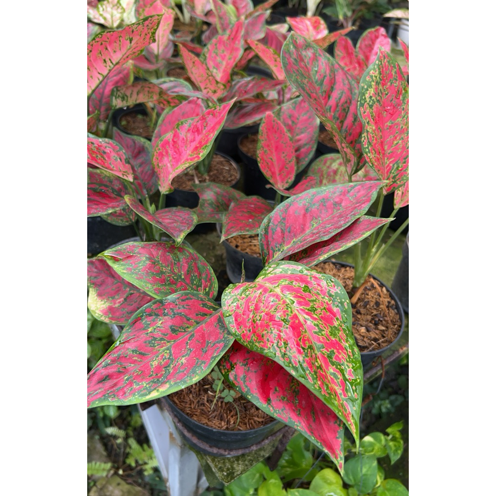 red king Aglaonema red king