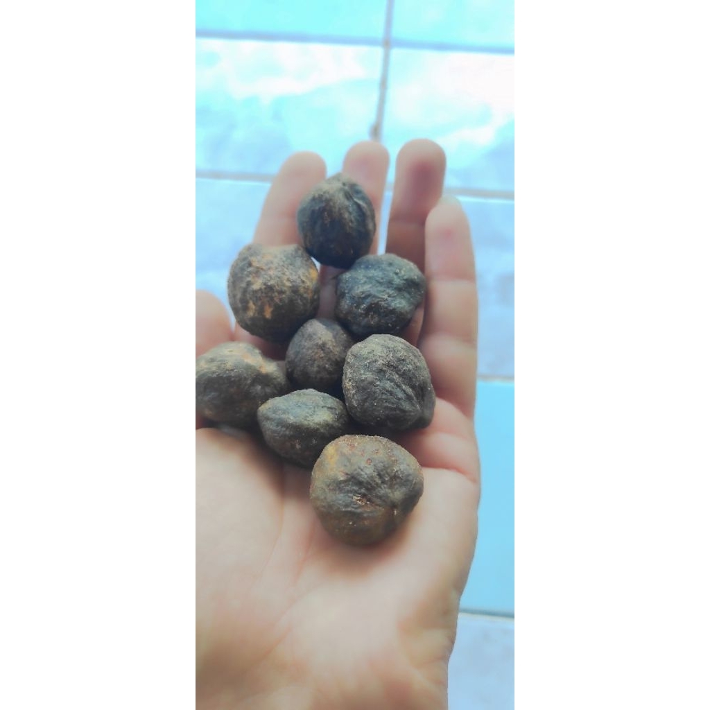 Kemiri masih ada kulitnya/biji kemiri asli dengan kulitnya