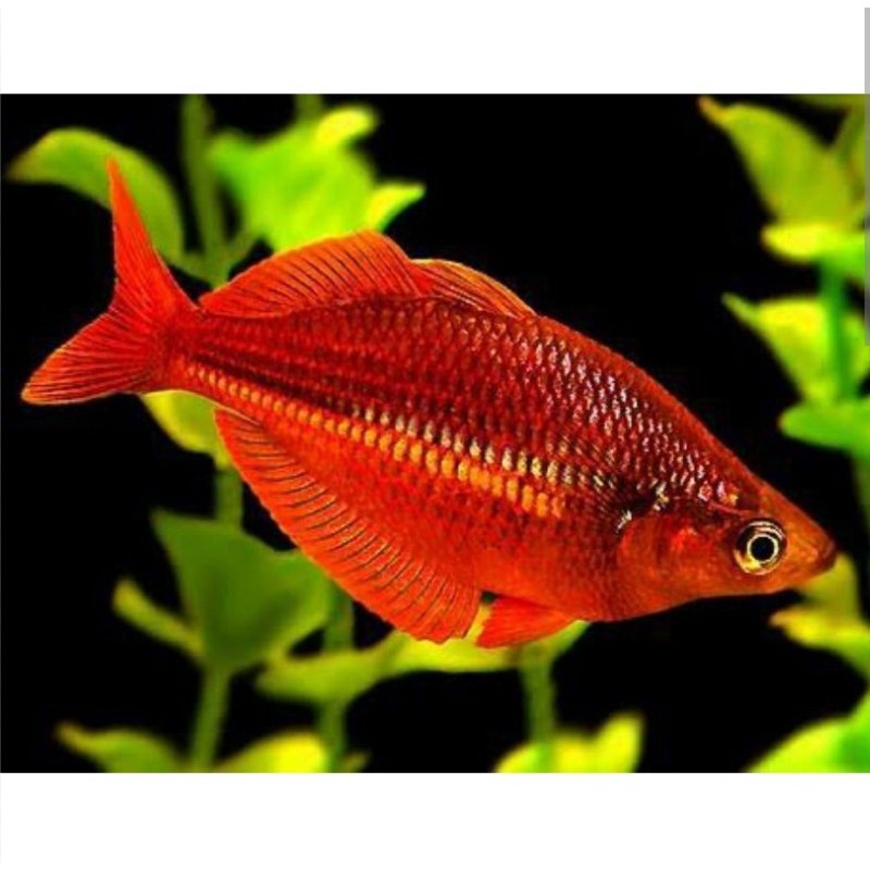 Ikan Hias Red Rainbow