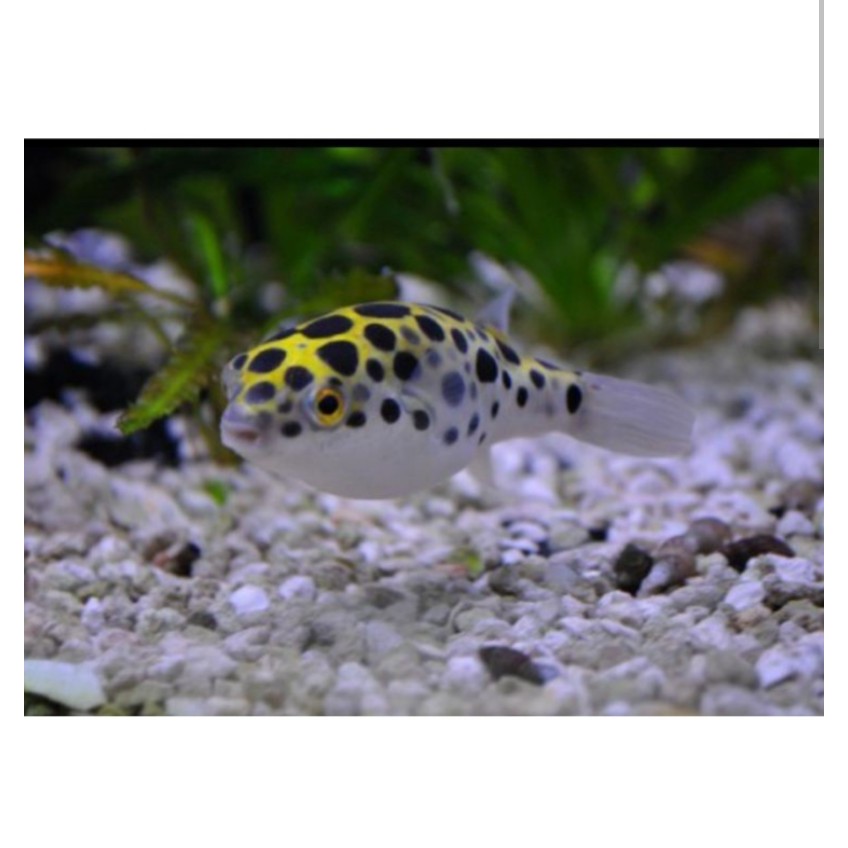 Ikan mini puffer