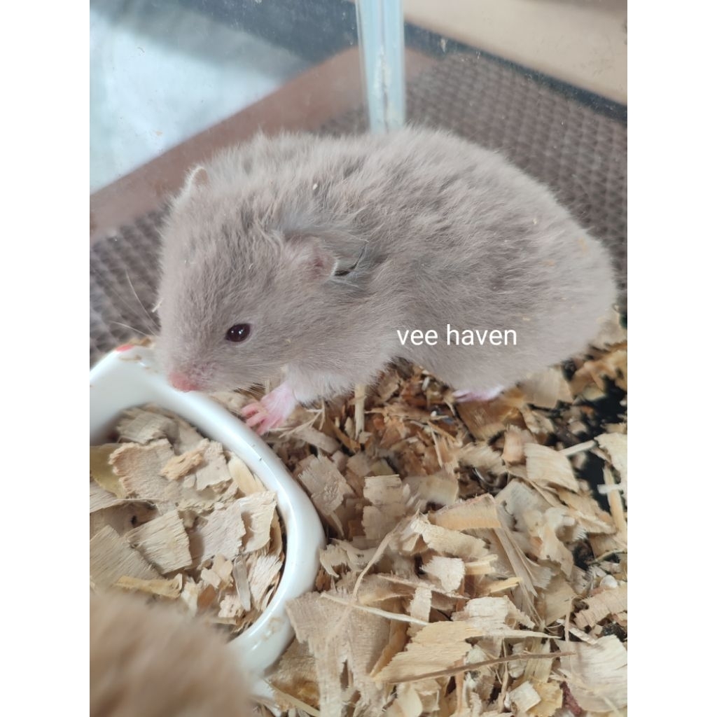 Hamster Syrian - Boneka Jinak Sehat